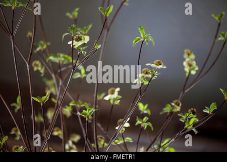 Äste mit kleinen weißen Blüten vor einem dunklen grauen Hintergrund. Stockfoto