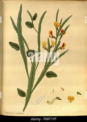 Der Botaniker Repository für neue und seltene Pflanzen (pl. 191) Stockfoto