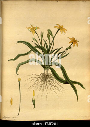 Der Botaniker Repository für neue und seltene Pflanzen (pl. 195) Stockfoto