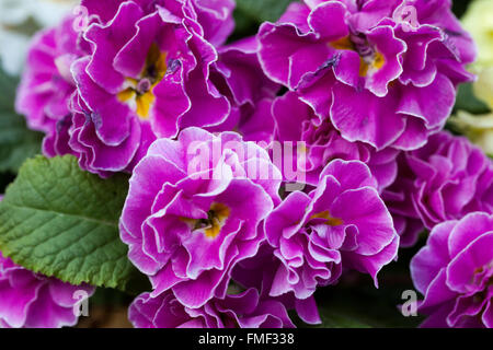 Primel Primula acaulis, Primeln, Primel Stockfoto