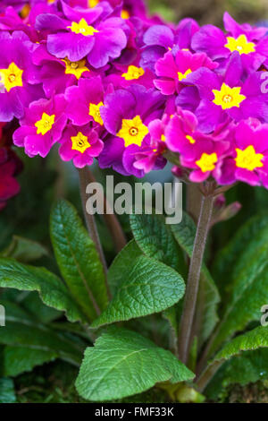 Primel Primula acaulis, Primeln, Primel Stockfoto