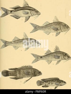 Die Fische von Indien; wird eine Naturgeschichte der Fische bekannt, den Meeren und Binnengewässern von Indien, Burma und Ceylon (1875) zu bewohnen Stockfoto