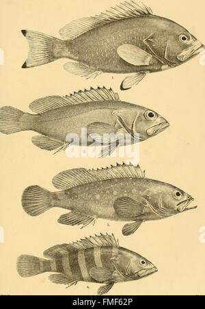 Die Fische von Indien; wird eine Naturgeschichte der Fische bekannt, den Meeren und Binnengewässern von Indien, Burma und Ceylon (1875) zu bewohnen Stockfoto
