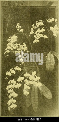 Die Floristen austauschen - eine wöchentliche Medium des Austausches für Floristen, Gärtner, Seedsmen und den Handel im Allgemeinen (1906)