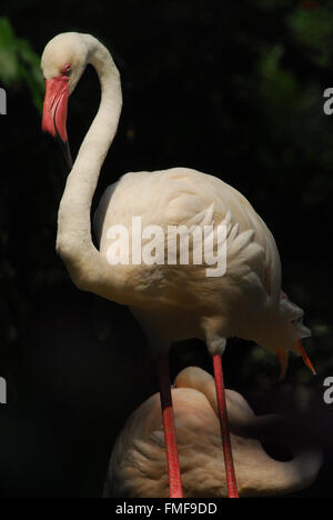 Detail des Leiters der rosa flamingo Stockfoto