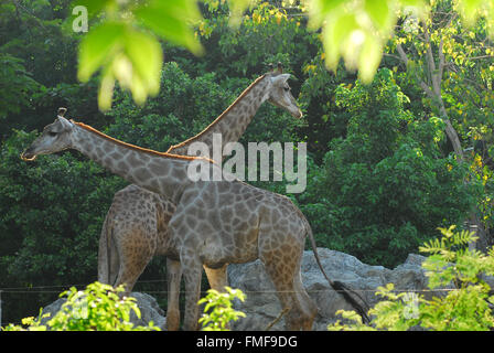 Giraffe-Weibchen mit ihrem jungen Stockfoto