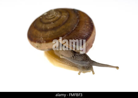 Garten-Schnecke auf weißem Hintergrund hautnah Stockfoto