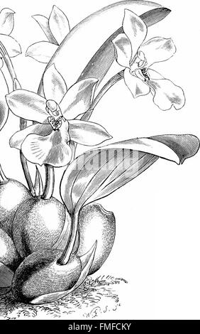 *Das Handbuch für Orchideenanbauer* (1894) bietet umfassende Anleitungen zum Anbau von Orchideen und enthält detaillierte Angaben zu verschiedenen Arten und Sorten. Es bietet praktische Ratschläge für Orchideenanbauer und -Enthusiasten und hebt die besten Praktiken für den erfolgreichen Anbau hervor. Stockfoto