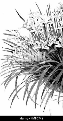 Die Orchidee-Züchter Handbuch mit Beschreibungen der besten Arten und Sorten von endemischen Pflanzen im Anbau (1894) Stockfoto