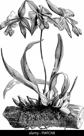 Die Orchidee-Züchter Handbuch mit Beschreibungen der besten Arten und Sorten von endemischen Pflanzen im Anbau (1894) Stockfoto