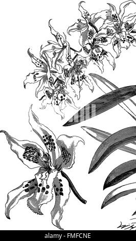 Die Orchidee-Züchter Handbuch mit Beschreibungen der besten Arten und Sorten von endemischen Pflanzen im Anbau (1894) Stockfoto