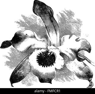 „The Orchid-Grower's Manual“ (1894) von Benjamin Samuel Williams und Henry Williams enthält detaillierte Beschreibungen von über 440 Orchideenarten und -Sorten, die in diesem Zeitraum angebaut wurden. Die siebte Ausgabe enthält Informationen über Blütezeiten und Anbautechniken und dient als umfassender Leitfaden für Orchideenliebhaber. Stockfoto