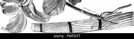 Die Orchidee-Züchter Handbuch mit Beschreibungen der besten Arten und Sorten von endemischen Pflanzen im Anbau (1894) Stockfoto