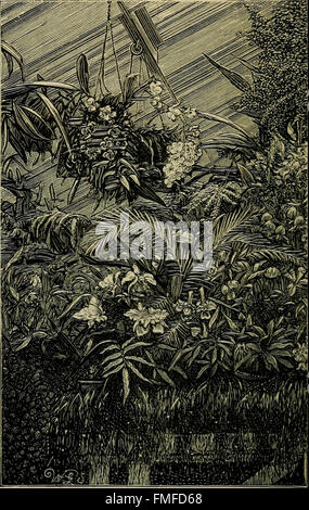 Die Orchidee-Züchter Handbuch - mit Beschreibungen der besten Arten und Sorten von endemischen Pflanzen (1885) Stockfoto