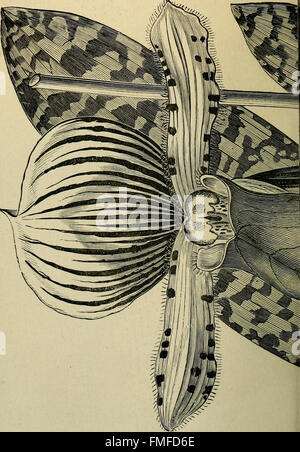 Die Orchidee-Züchter Handbuch - mit Beschreibungen der besten Arten und Sorten von endemischen Pflanzen (1885) Stockfoto