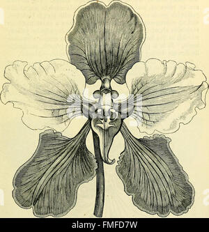 Die Orchidee-Züchter Handbuch - mit Beschreibungen der besten Arten und Sorten von endemischen Pflanzen (1885) Stockfoto