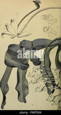 Die Orchidee-Züchter Handbuch - mit Beschreibungen der besten Arten und Sorten von endemischen Pflanzen (1885) Stockfoto