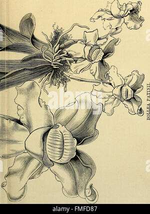 Die Orchidee-Züchter Handbuch - mit Beschreibungen der besten Arten und Sorten von endemischen Pflanzen (1885) Stockfoto