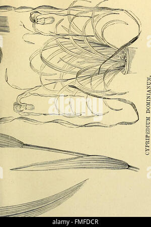 Die Orchidee-Züchter Handbuch - mit Beschreibungen der besten Arten und Sorten von endemischen Pflanzen (1885) Stockfoto