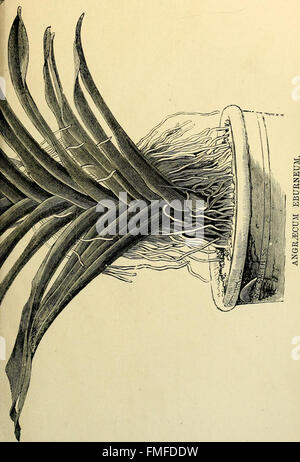 Die Orchidee-Züchter Handbuch - mit Beschreibungen der besten Arten und Sorten von endemischen Pflanzen (1885) Stockfoto
