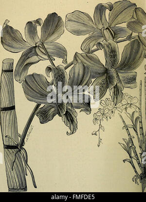 Die Orchidee-Züchter Handbuch - mit Beschreibungen der besten Arten und Sorten von endemischen Pflanzen (1885) Stockfoto