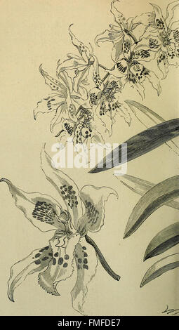 Die Orchidee-Züchter Handbuch - mit Beschreibungen der besten Arten und Sorten von endemischen Pflanzen (1885) Stockfoto