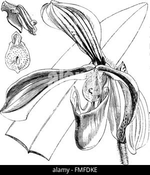 Das „Handbuch für Orchideenanbauer“ enthält detaillierte Beschreibungen von über 800 Orchideenarten und -Sorten mit Schwerpunkt auf Anbau, Blütezeit und Pflege. Es bietet praktische Ratschläge für Orchideenanbauer und -Enthusiasten und ist somit eine wertvolle Ressource für Gartenbauer. Stockfoto