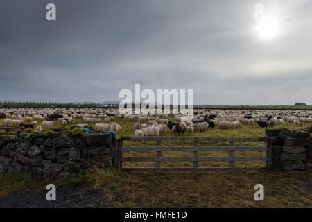 Schafe in Island Stockfoto