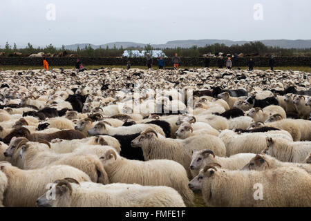 Schafe und Menschen in Island Stockfoto