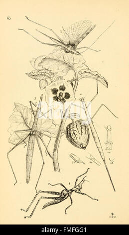 Arcana Entomologica oder Abbildungen von neuen, seltenen und interessanten Insekten (TF. 63) Stockfoto