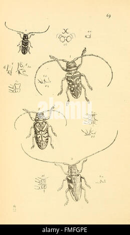 Arcana Entomologica oder Abbildungen von neuen, seltenen und interessanten Insekten (pl. 69) Stockfoto