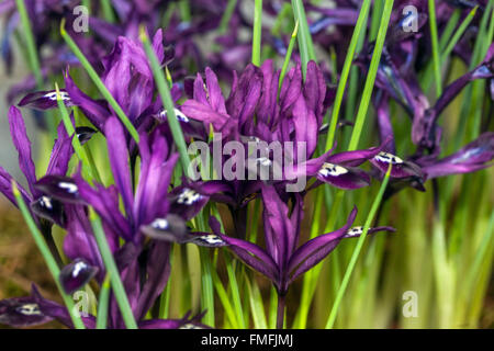 Iris Reticulata "Pauline". Zwerg Iris lila Blüten Stockfoto