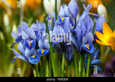 Iris reticulata 'Harmony'. Blaue Iris Krokusblüte Stockfoto