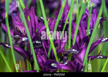 Iris Reticulata "Pauline". Zwerg Iris Blume, lila Blüten Stockfoto