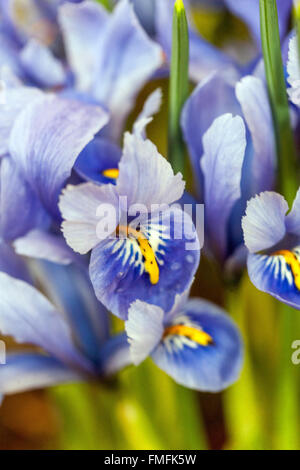 Iris Reticulata 'Harmony'. Zwerg-Iris-Blume Stockfoto