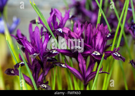 Iris reticulata 'Pauline'. Zwergblumenblüte, lila Blüte Stockfoto