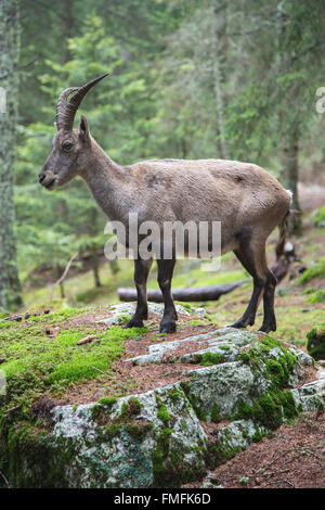 Weiblicher Steinbock, Capra Ibex, auf einem Felsen im Wald Stockfoto