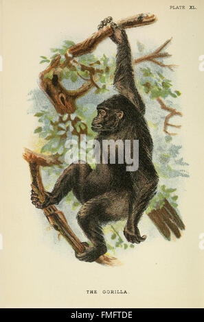 Diese Platte aus „Ein Handbuch für die Primaten“ zeigt detaillierte Abbildungen verschiedener Primatenarten, die sich auf ihre physischen Eigenschaften, Lebensräume und Verhaltensweisen konzentrieren. Stockfoto