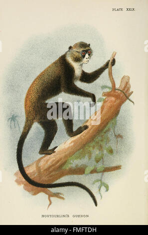 „Ein Handbuch für die Primaten“ (Plate XXIX) ist ein umfassender Leitfaden für Primatenarten, der detaillierte Darstellungen ihrer physischen Eigenschaften, ihres Verhaltens und ihrer natürlichen Lebensräume enthält. Stockfoto