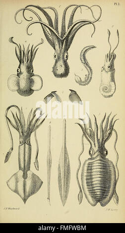 Ein Handbuch der Mollusken (pl. 1) Stockfoto