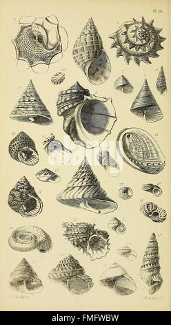 Ein Handbuch der Mollusken (pl. 10) Stockfoto