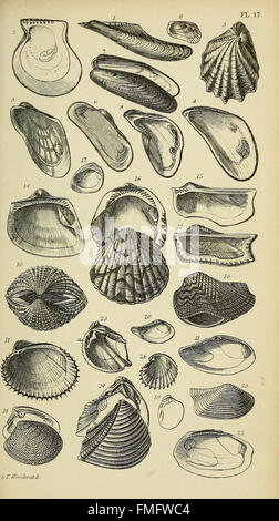 Ein Handbuch der Mollusken (pl. 17) Stockfoto