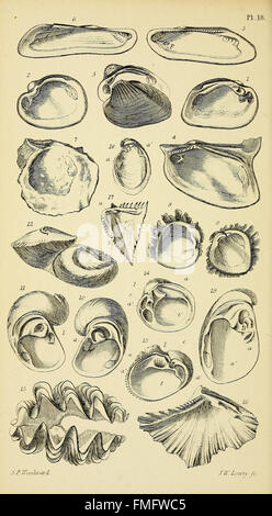 Ein Handbuch der Mollusken (pl. 18) Stockfoto