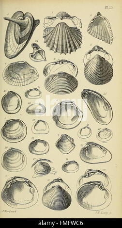 Ein Handbuch der Mollusken (Taf. 19) Stockfoto