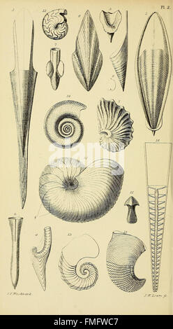 Ein Handbuch der Mollusken (pl. 2) Stockfoto