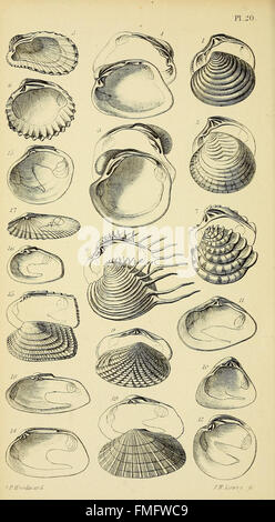 Ein Handbuch der Mollusken (20 PL.) Stockfoto