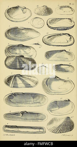 Ein Handbuch der Mollusken (pl. 22) Stockfoto