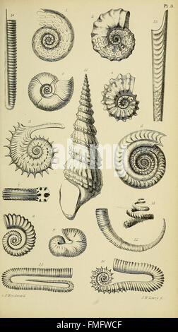 Ein Handbuch der Mollusken (pl. 3) Stockfoto