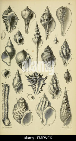 Ein Handbuch der Mollusken (pl. 5) Stockfoto