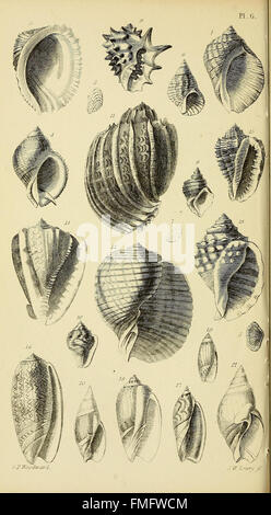 Ein Handbuch der Mollusken (pl. 6) Stockfoto